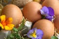 Farm Fresh Eggs, Chicken, Flowers, Countryside Farm Product, Homestead, Marigold,Homesteading, Farming. Royalty Free Stock Photo