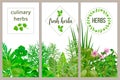 Farm fresh cooking herbs. Set of culinary cards. Greenery, basil, vector icon, Hydroponik