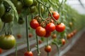 Farm-Fresh Delight: Harvesting Vibrant Red and Green Tomatoes from a Lush Greenhouse.