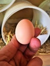 Farm Fresh Egg Royalty Free Stock Photo