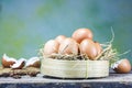 Farm fresh egg Royalty Free Stock Photo