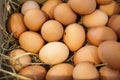 Farm fresh eggs in basket Royalty Free Stock Photo