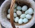 Farm fresh eggs in basket Royalty Free Stock Photo
