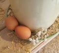 Farm Fresh Eggs, Chicken, Flowers, Countryside Aesthetic Farm Product, Homestead, Gypsophile,Homesteading, Farming.