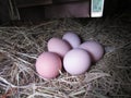 Farm fresh eggs Royalty Free Stock Photo
