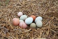 Farm fresh eggs on straw backyard chicken nest Royalty Free Stock Photo