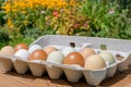 Farm fresh eggs in a variety of natural earth tone colors