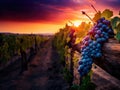 Farm Fresh Grapes. rustic wood. vibrant sunset.