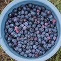 Farm fresh imperfect blueberries in a bowl