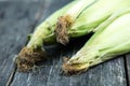 Farm fresh organic corn cob Royalty Free Stock Photo