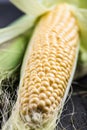 Farm fresh organic corn cob Royalty Free Stock Photo