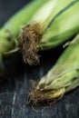 Farm fresh organic corn cob Royalty Free Stock Photo