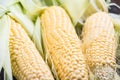 Farm fresh organic corn cob Royalty Free Stock Photo