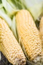 Farm fresh organic corn cob Royalty Free Stock Photo
