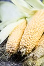 Farm fresh organic corn cob Royalty Free Stock Photo