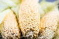 Farm fresh organic corn cob Royalty Free Stock Photo