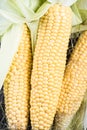 Farm fresh organic corn cob Royalty Free Stock Photo