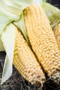 Farm fresh organic corn cob Royalty Free Stock Photo