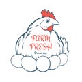 Farm Fresh Organic Eggs Royalty Free Stock Photo