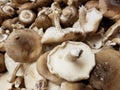 Farm Fresh Organic Shiitake Mushrooms Royalty Free Stock Photo