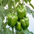 Farm fresh peppers Green bell peppers dangle from a tree