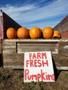 Farm fresh pumpkins at the pick your own pumpkin patch. Royalty Free Stock Photo