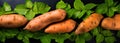 Farm Fresh Sweet Potato with Natural Leafy Greens, Overhead Composition, food background, Ai generative