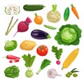 Farm fresh vegetables big set. Collection of veggies icons. Best for menu and package designs.