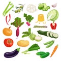 Farm fresh vegetables big set. Collection of veggies icons. Best for menu and package designs.