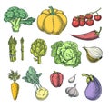 Farm fresh vegetables set. Vector sketch illustration. Autumn farming and harvesting color design elements