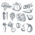 Farm fresh vegetables set. Vector sketch illustration. Autumn farming and harvesting outline design elements