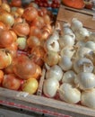 Farm fresh whole onions Royalty Free Stock Photo