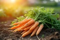 Farm freshness beautiful bunch of carrots in the field