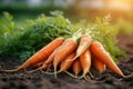 Farm freshness beautiful bunch of carrots in the field