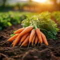 Farm freshness beautiful bunch of carrots in the field