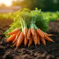 Farm freshness beautiful bunch of carrots in the field