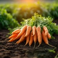 Farm freshness beautiful bunch of carrots in the field