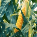 Farm freshness Yellow corn nestled in green leaves on the field