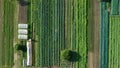 Farm garden bio farmer field farming vegetable agricultural plantation fruit tree dron aerial video shot leaf curly