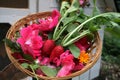 Farm Garden Harvest in a Basket Radishes and Rose Flowers. Countryside aesthetic.