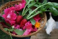 Farm Garden Harvest in a Basket Radishes and Rose Flowers. Countryside aesthetic.