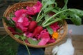 Farm Garden Harvest in a Basket Radishes and Rose Flowers. Countryside aesthetic.