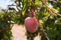 Close up of mango fruit on a mango tree Royalty Free Stock Photo