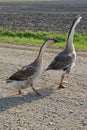 Farm Geese 2