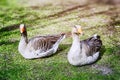 Farm geese Royalty Free Stock Photo