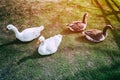 Farm geese at green field Royalty Free Stock Photo