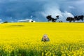 Farm girl in field of canola with storm looming Royalty Free Stock Photo