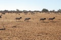 Farm goats in desert