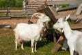 On a farm a goats eating feed