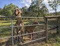 Farm Goats Royalty Free Stock Photo